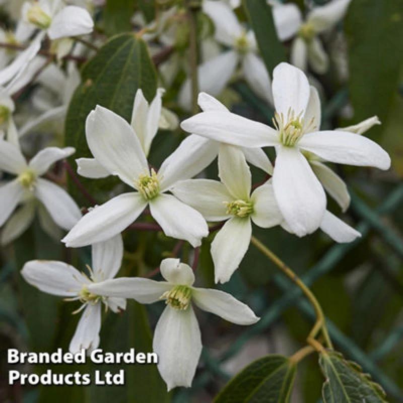 Image of Thompson & Morgan Clematis Armandii 2 Litre Potted Plant X 1