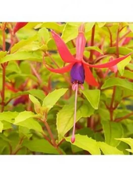 Image of You Garden Fuchsia 'Genii' 2L