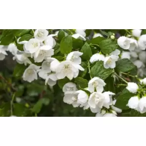Image of Thompson & Morgan Thompson and Morgan Philadelphus Belle Etoile 9cm Pot x 1