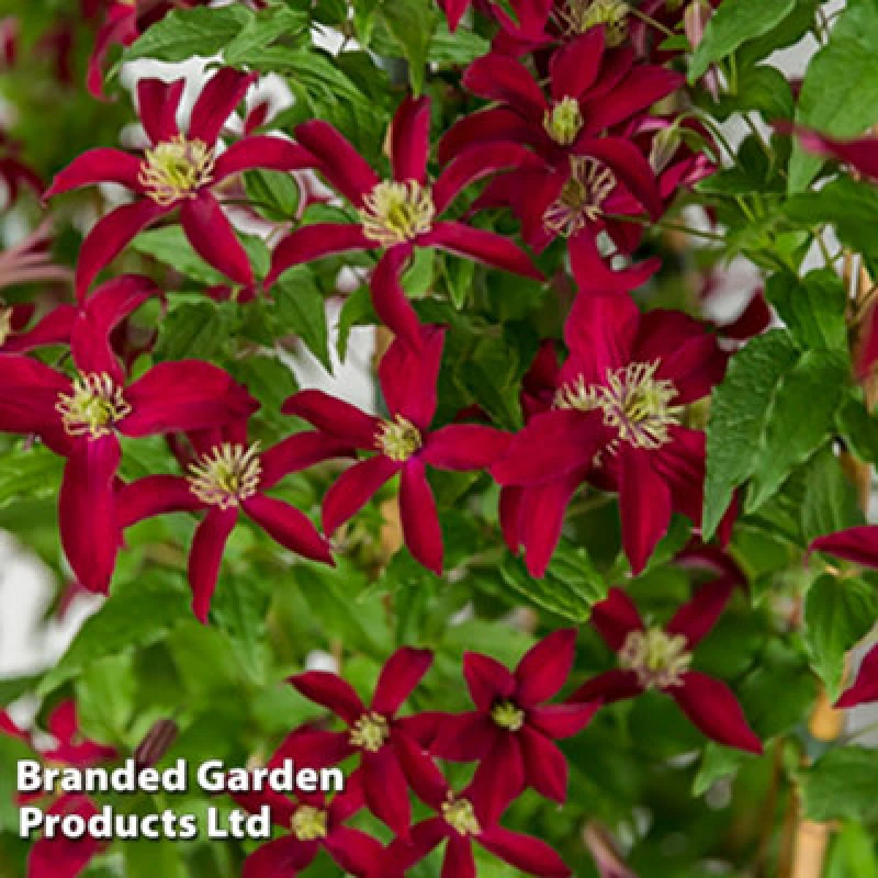 Image of Thompson & Morgan Clematis Glorious Red (Zo23015) 7Cm Potted Plant X 1