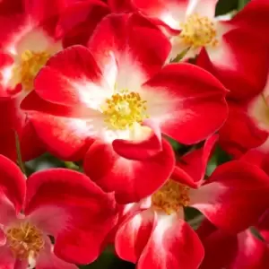 Image of Thompson & Morgan Rose Everglow Ruby 3 Litre Pot x 1