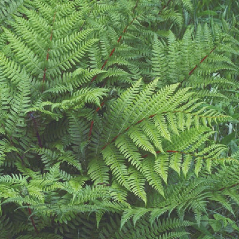 Image of Thompson & Morgan Fern Athyrium Lady In Red 9Cm Potted Plant X 3