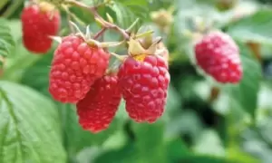 Image of British-Bred Raspberry Full Season Collection: 9 Canes