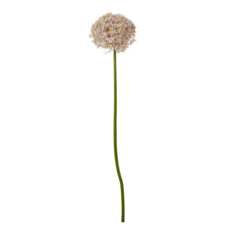Image of Lilac Giant Allium Stem