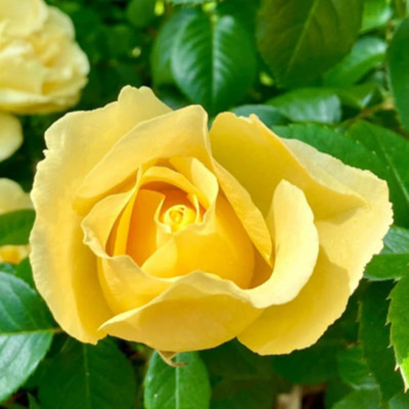 Image of YouGarden Rose Golden 50th Wedding Anniversary (4L Pot) Roses 4L Pot Yellow 39185013000