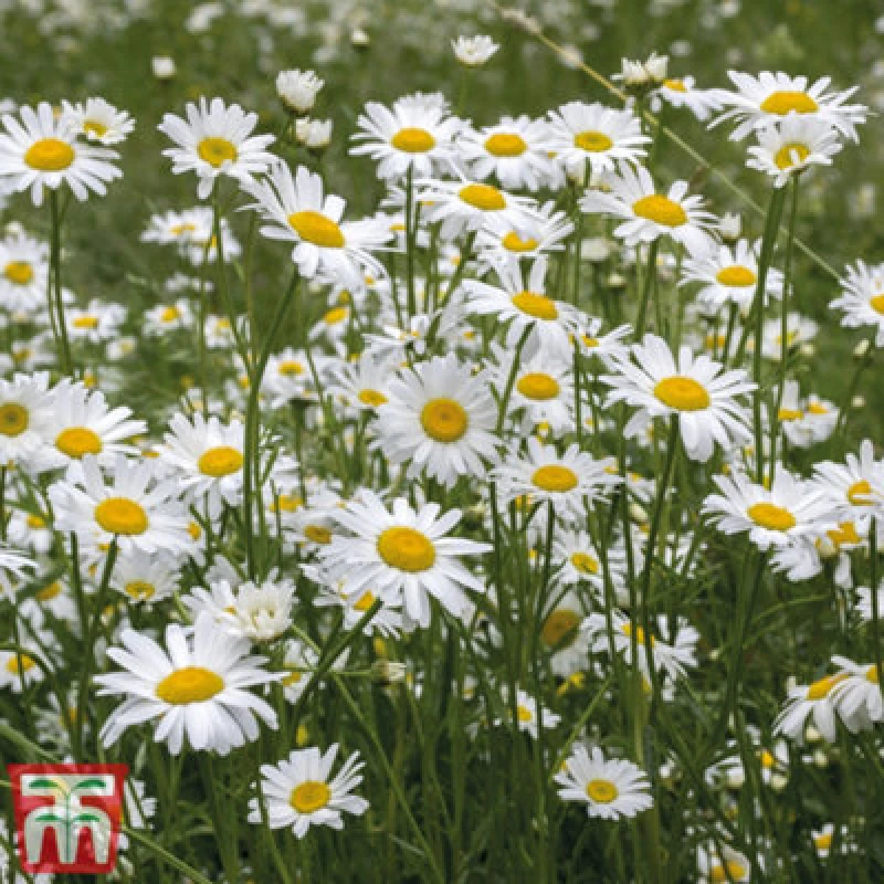 Image of Thompson & Morgan Wild Flower Oxeye Daisy 1 Packet (600 Seeds)