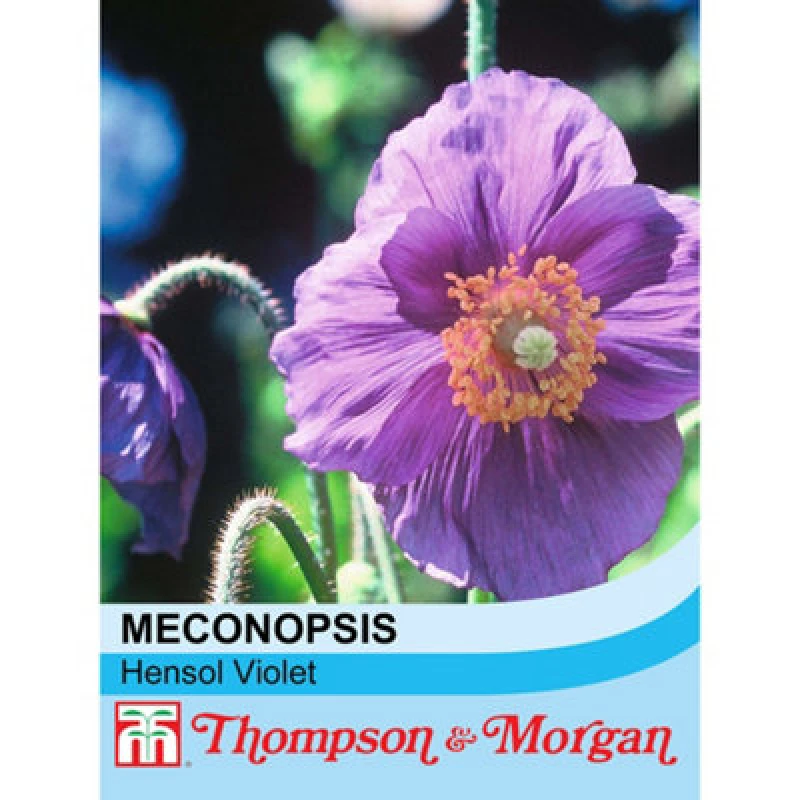 Image of Thompson & Morgan Meconopsis Baileyi Hensol Violet 1 Packet (30 Seeds)