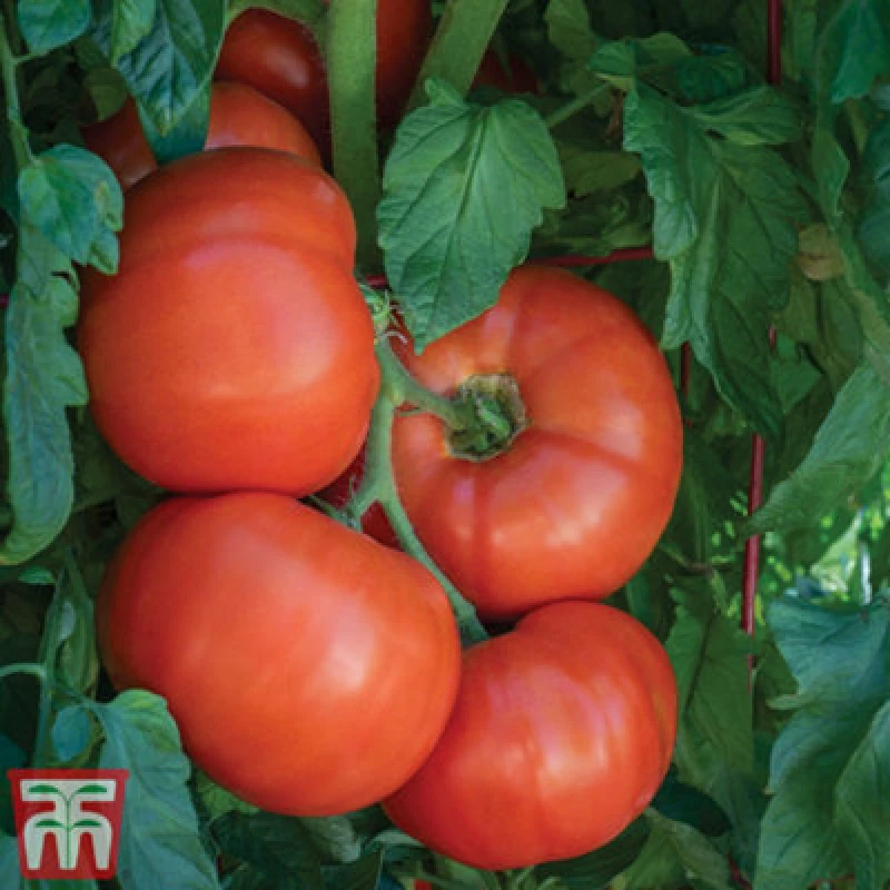 Image of Thompson & Morgan Tomato Burlesque F1 1 Seed Packet (10 Seeds)
