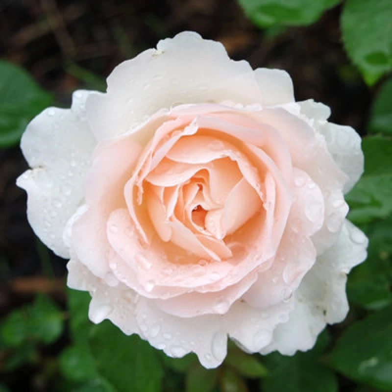 Image of Yougarden Harkness Roses 'penny Lane' Climbing Rose In 4 Litre Pot