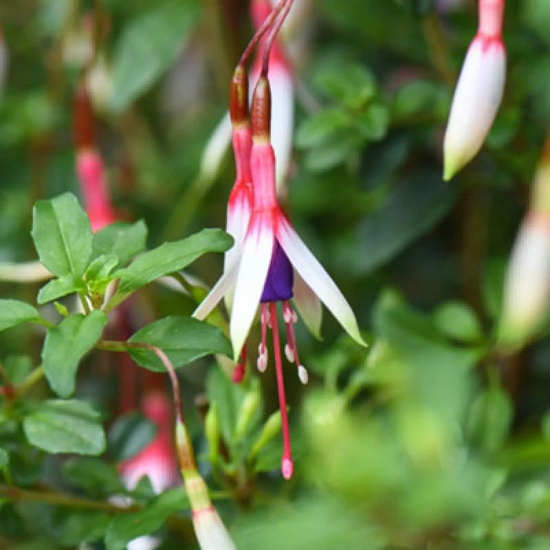 Image of Thompson & Morgan Fuchsia Magellanica Arauco 2 Litre Potted Plant X 1