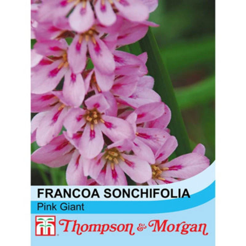 Image of Thompson & Morgan Francoa Sonchifolia Pink Giant 1 Seed Packet (40 Seeds)