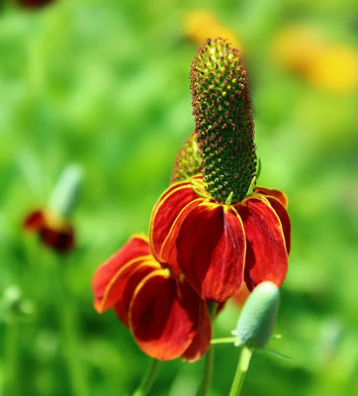 Image of Thompson & Morgan Ratibida Columnifera 'red Midget' 1 Seed Packet