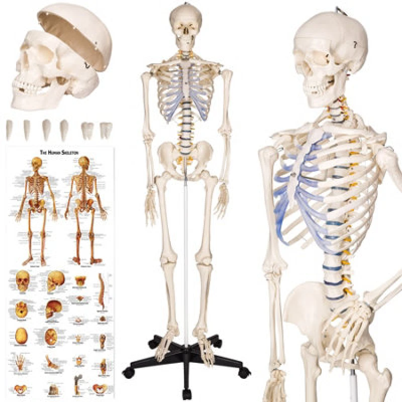 Image of Tectake Anatomic Skeleton In Life Size With Mobile Joints, Wheeled Stand And Anatomy Poster 400502 - White