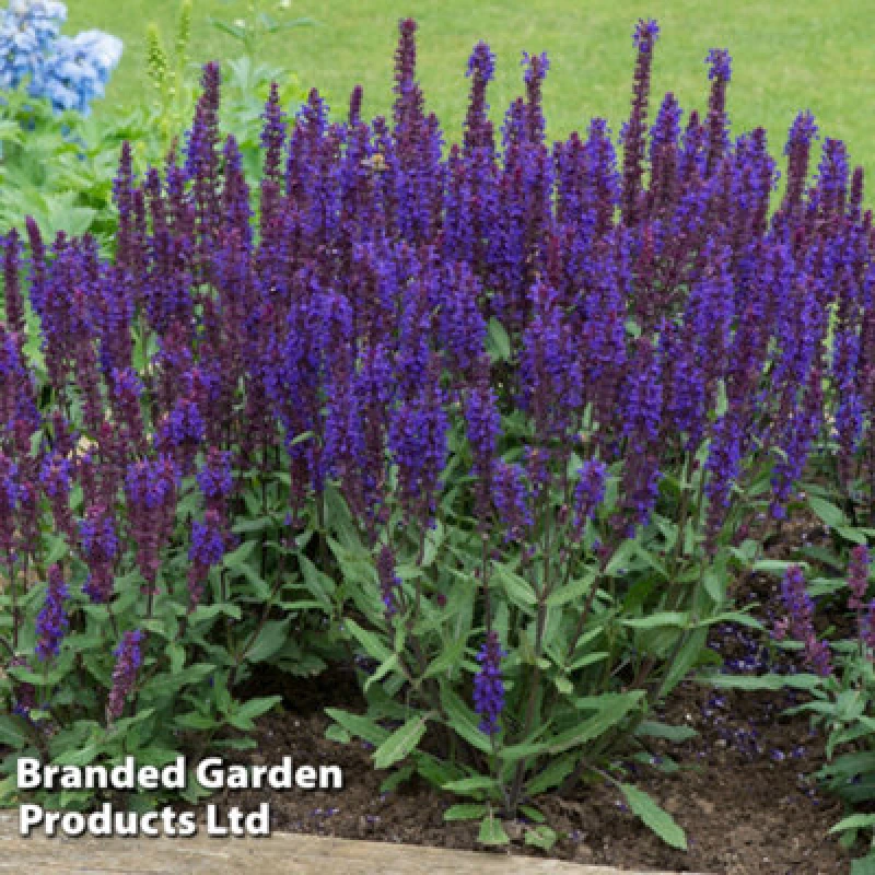 Image of Thompson & Morgan Salvia Salvatore Deep Blue 24 Plug Plants