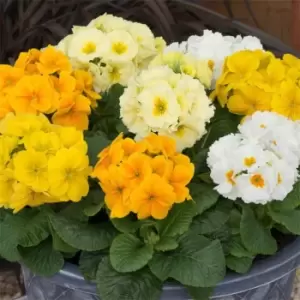 Image of YouGarden Polyanthus Spring Fever Garden ready - Multi