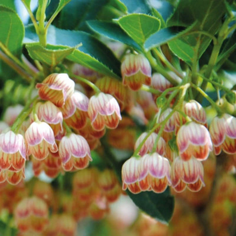Image of Thompson & Morgan Enkianthus Campanulatus 3 Litre Potted Plant X 1