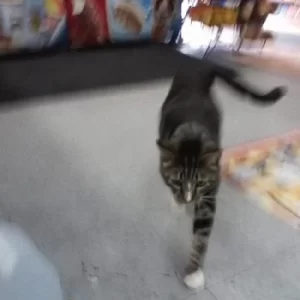 Image of I Also Want to Die in New Orleans by Sun Kil Moon CD Album