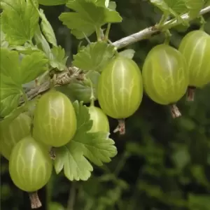 Image of YouGarden Gooseberry Invicta in 2L Pot