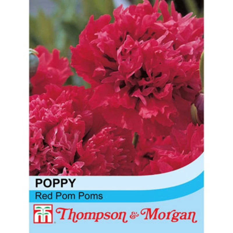 Image of Thompson & Morgan Poppy Red Pom Poms 1 Seed Packet (100 Seeds)