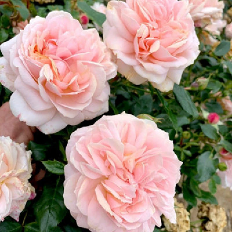 Image of Thompson & Morgan Rose Joie De Vivre - Pink Peach Ruffled Floribunda Fragrant Bare Roots