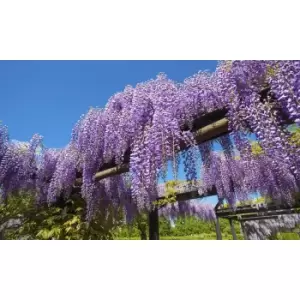 Image of Thompson & Morgan Thompson and Morgan Wisteria Prolific 1.5 Litre Pot x 2