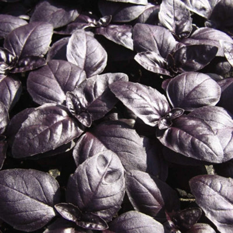 Image of Thompson & Morgan Herb Basil Crimson King 1 Seed Packet (150 Seeds