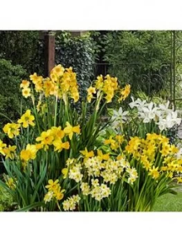 Image of Dwarf Daffodils & Narcisisi X 100 Bulbs