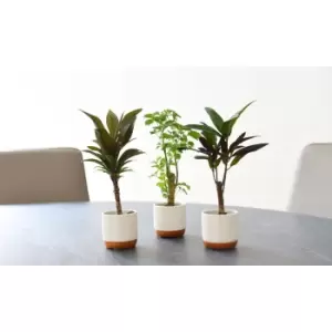 Image of Thompson & Morgan Thompson and Morgan Houseplant Tropical Mix 6cm Pot x 6