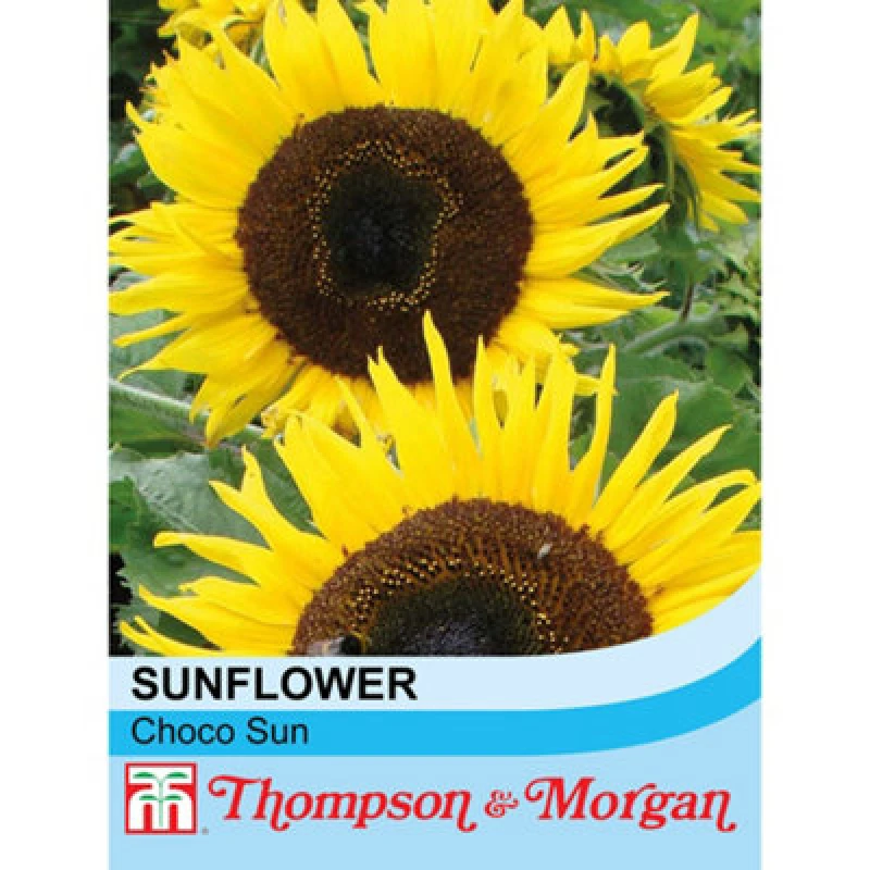 Image of Thompson & Morgan Sunflower Choco Sun 1 Seed Packet (10 Seeds)