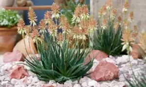 Image of Aloe Safari Sunrise, One Plant