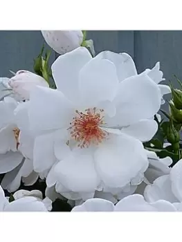 Image of Climbing Rose Starlight Symphony 3L Pot