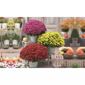 Image of Thompson & Morgan Thompson and Morgan Chrysanthemum 'Hardy Patio Improved' - x12 Postiplugs