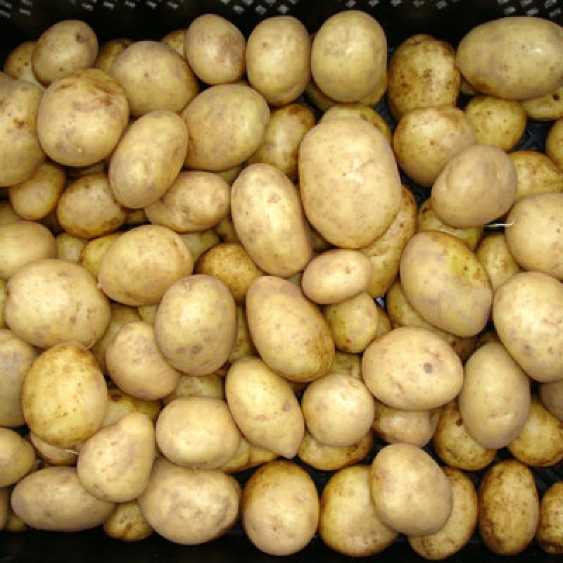 Image of You Garden Seed Potato Maris Piper (Maincrop) - 2.5Kg One Colour UK4DV Unisex