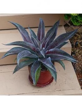 Image of Mangave 'Mission To Mars'; 15Cm Pot