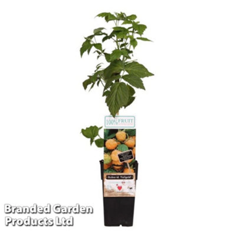 Image of Thompson & Morgan Rubus (Raspberry) Idaeus Fallgold 15Cm Potted Plant X 1
