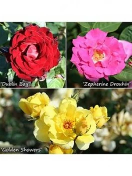 Image of Climbing Rose Collection X 3 Bushes Bare Root