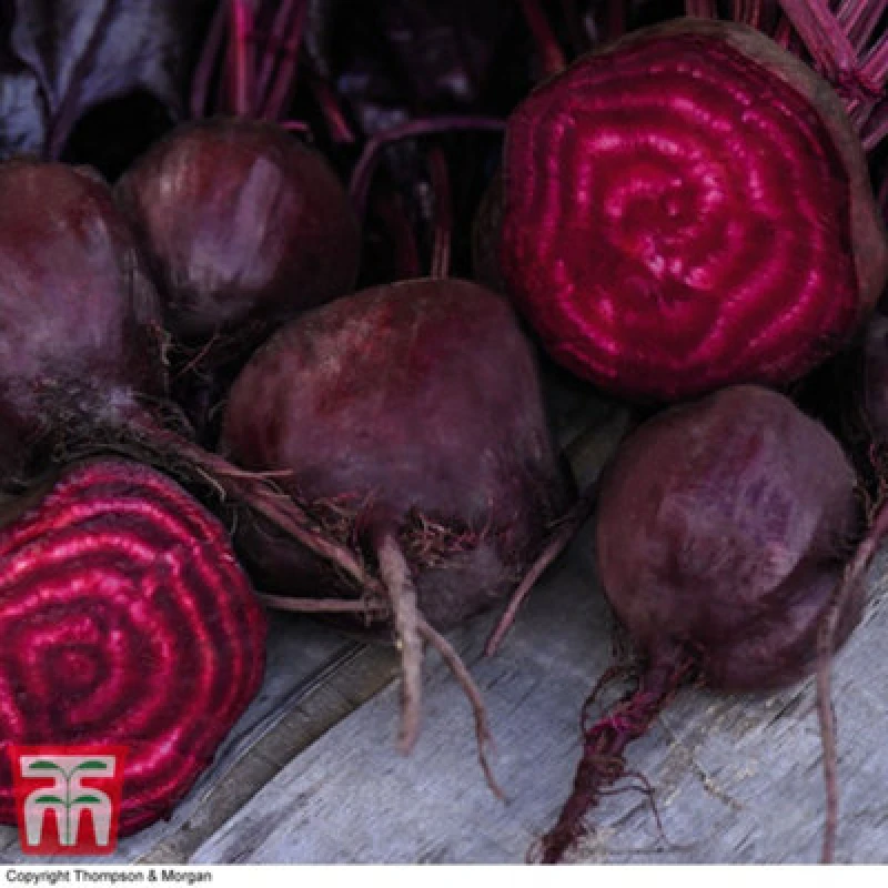 Image of Thompson & Morgan Beet Morello 1 Seed Packet (150 Seeds)