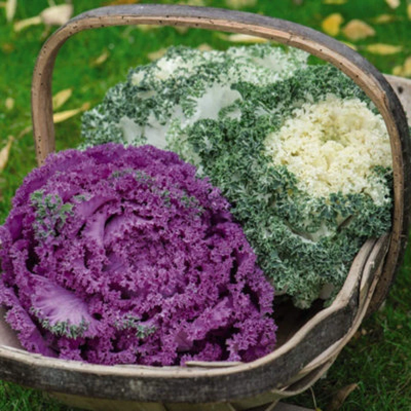 Image of Thompson & Morgan Kale Jardin Mixed 1 Seed Packet