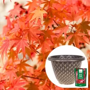Image of YouGarden Phoenix Acer With Pinecone Planter Pot and Feed