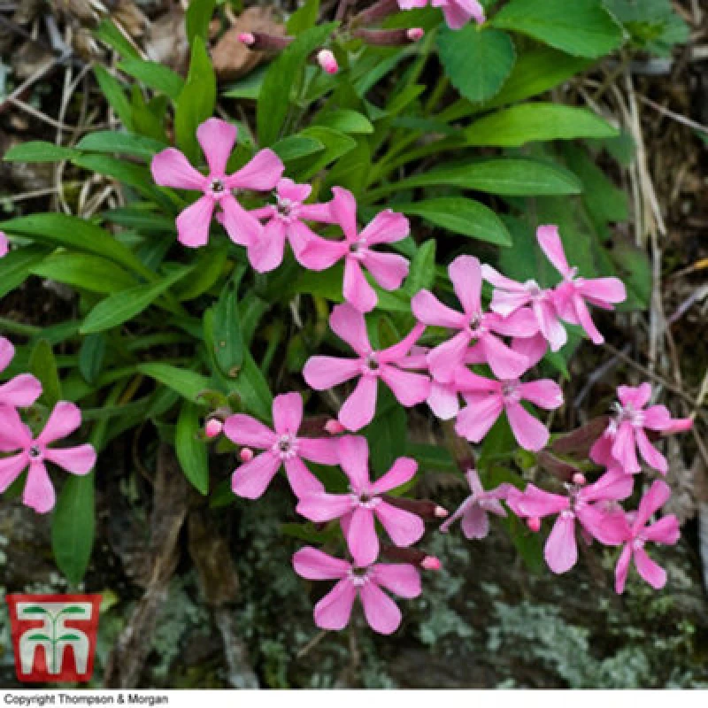 Image of Thompson & Morgan Silene Caroliniana Hot Pink 1 Seed Packet (150 Seeds)