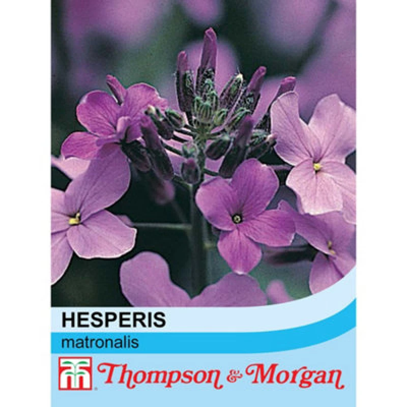 Image of Thompson & Morgan Sweet Rocket - Hesperis Matronalis - 1 Seed Packet (500 Seeds)