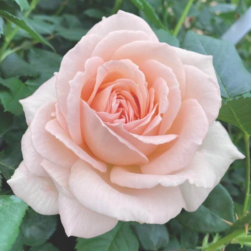 Image of YouGarden Rose Chandos Beauty (4L Pot) Roses 4L Pot Pink 39621406000