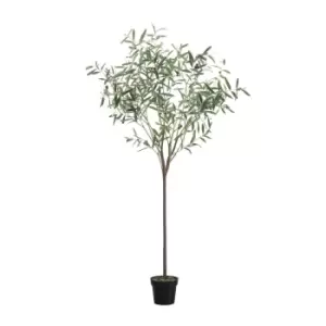 Image of Crossland Grove Olive Tree Small Green H1720Mm
