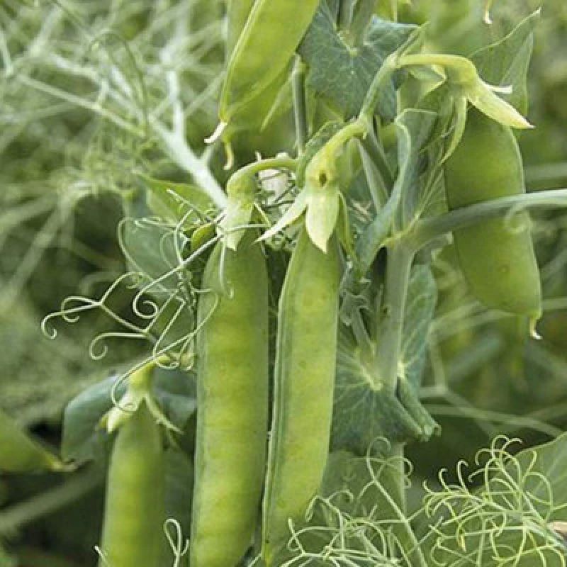 Image of Thompson & Morgan Pea Petit Pois Pacco 1 Seed Packet
