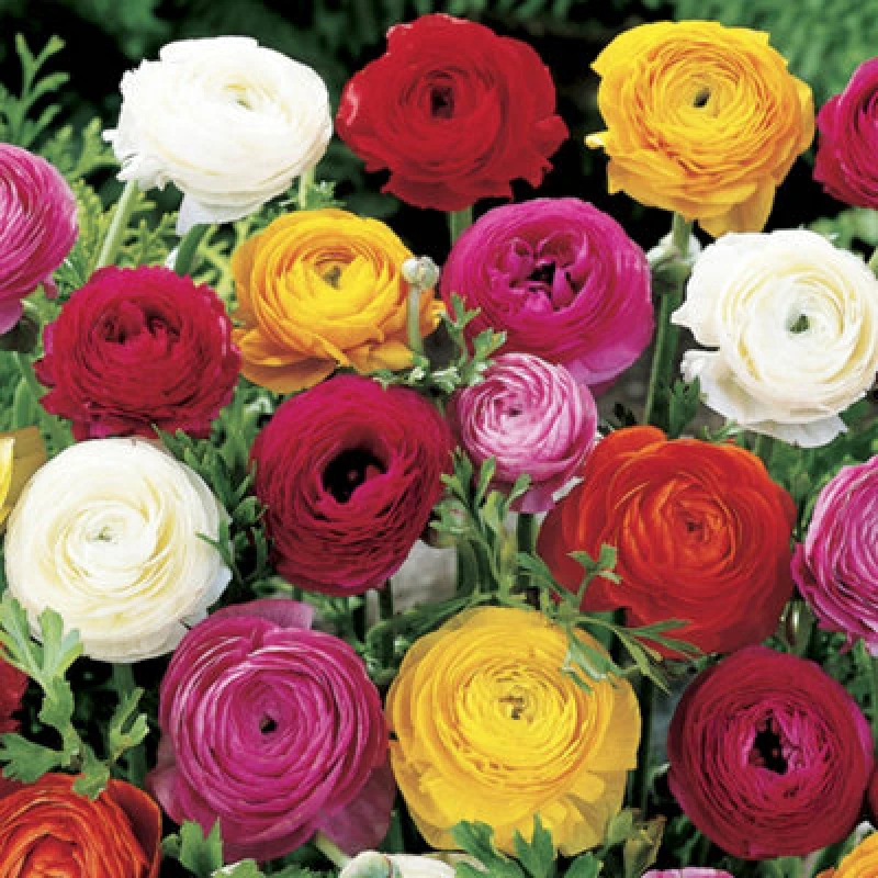 Image of You Garden Yougarden Mixed Colour Ranunculus, Set Of 150 Bulbs, Size 3/4, Ready To Plant For Summer Flowering, Bedding Bulbs To Grow In Garde