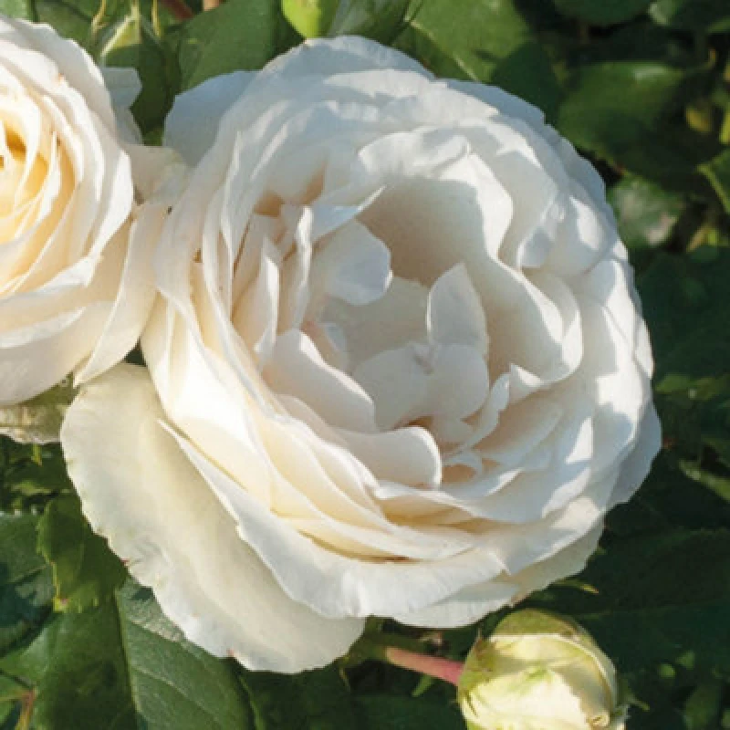 Image of Yougarden Harkness Rose 'diamond Wedding 60Th Anniversary' , 1 X 4 Litre Pot, Gift Roses