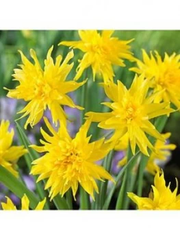 Image of Narcissus Rip Van Winkle 40 Bulbs 7/8
