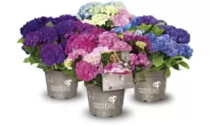 Image of Hydrangea macrophylla Three Sisters Pastel Hardy Shrub, Two, Green