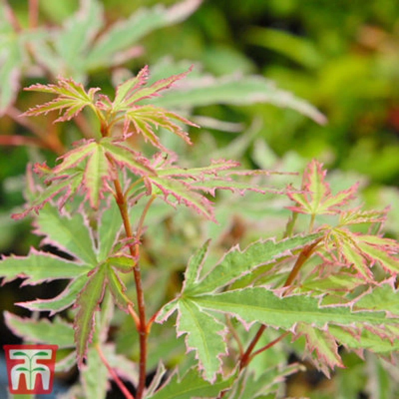 Image of Thompson & Morgan Acer Palmatum Butterfly 3 Litre Potted Plant X 1