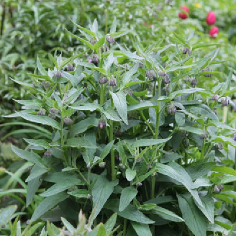 Image of Herb Comfrey 1 Seed Packet - Thompson & Morgan